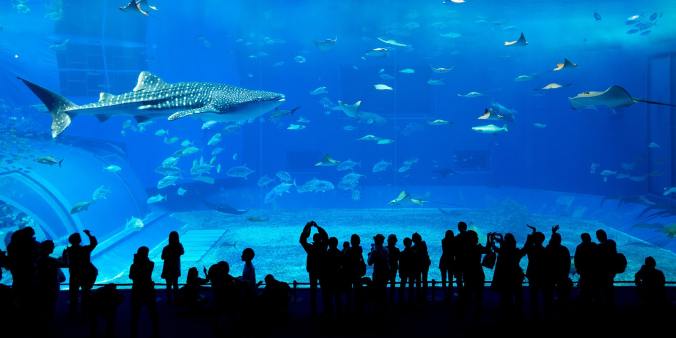 1. Dubai Aquarium